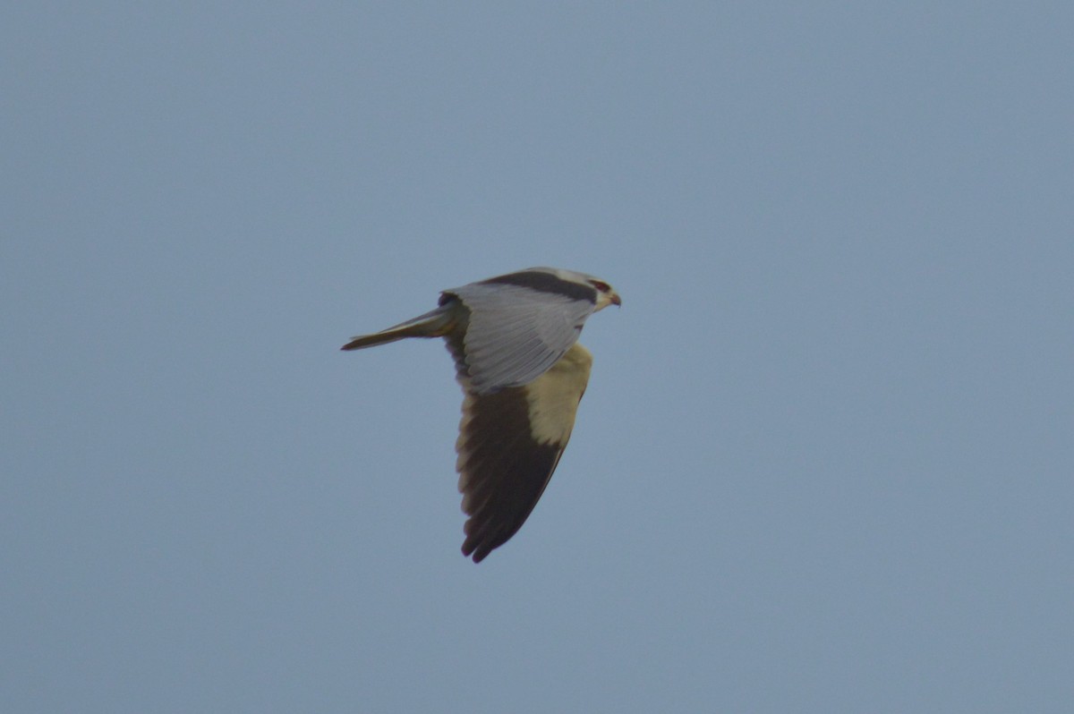 Black-winged Kite - Karthik Thrikkadeeri