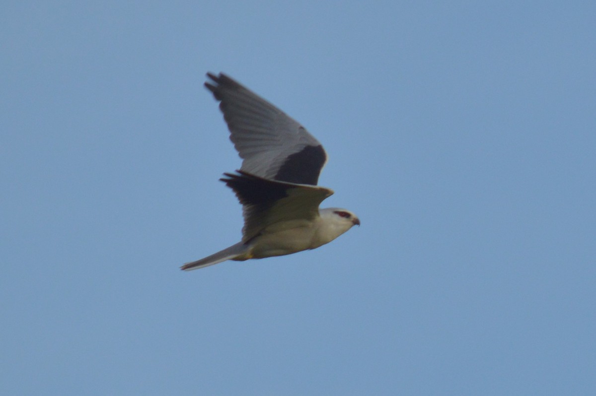 Black-winged Kite - Karthik Thrikkadeeri