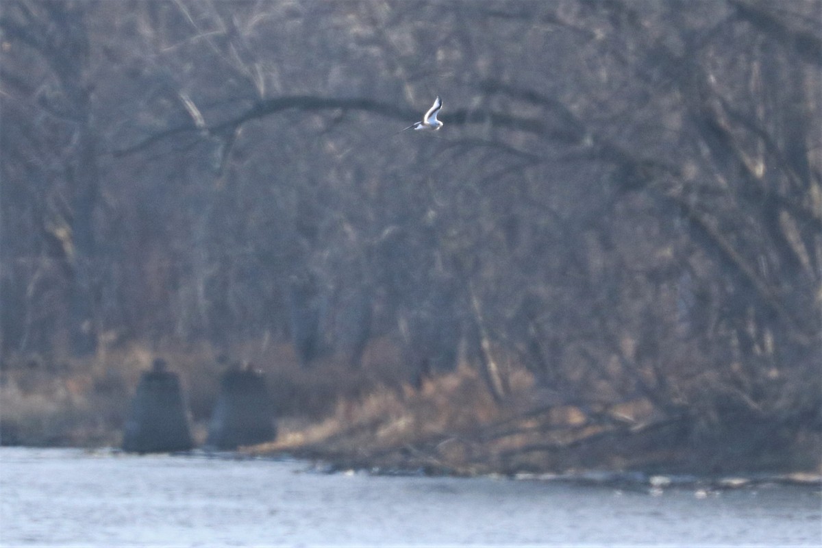 Ross's Gull - ML392699781