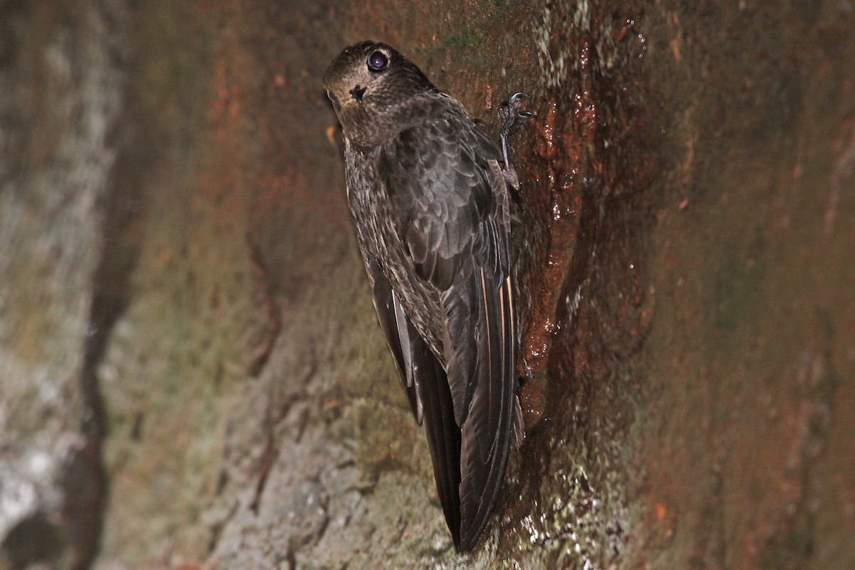 Great Dusky Swift - ML392701241