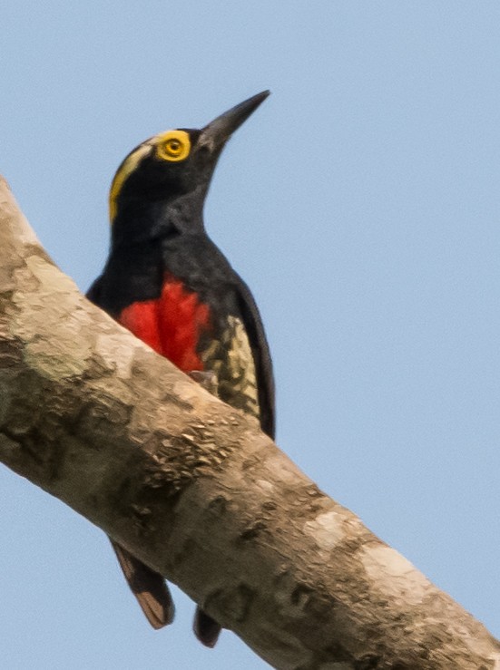 Yellow-tufted Woodpecker - ML39270301