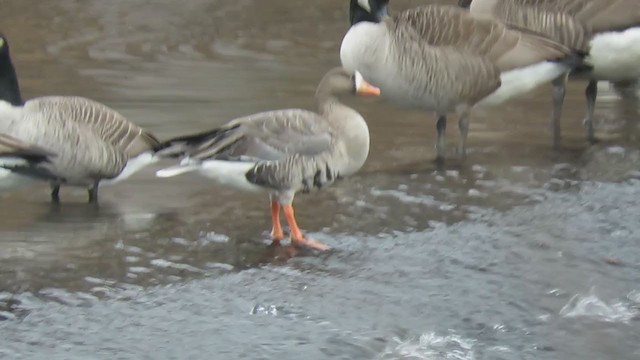 Greater White-fronted Goose - ML392703981