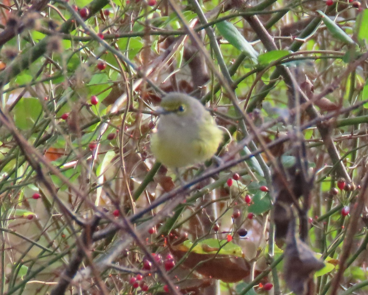 White-eyed Vireo - ML392707761