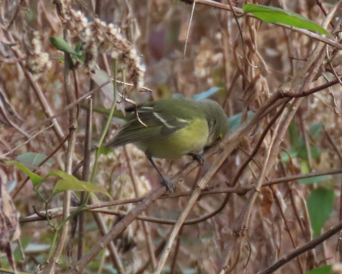 White-eyed Vireo - ML392707781