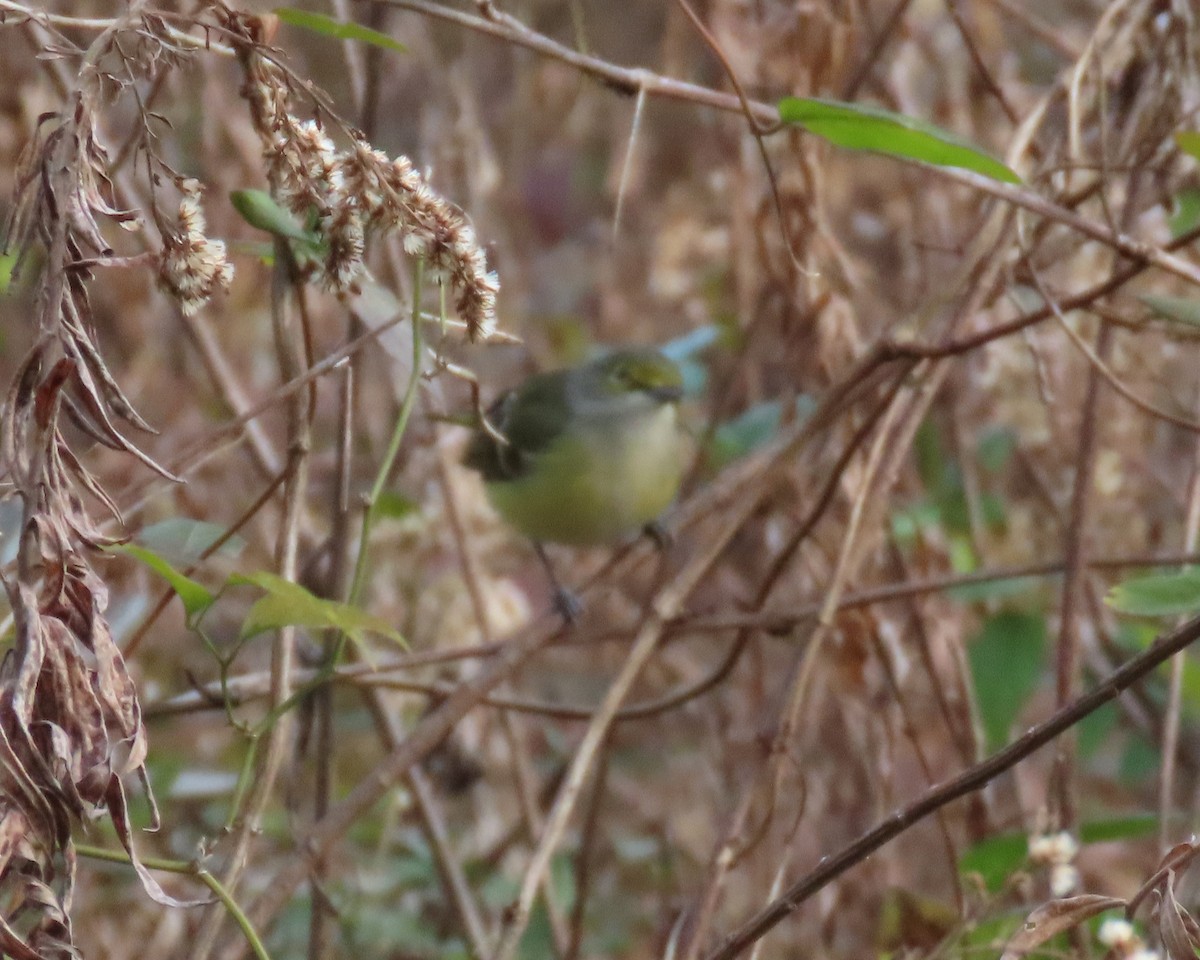 White-eyed Vireo - Karen Hogan