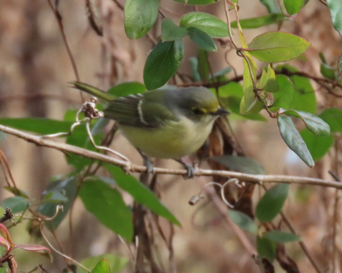 White-eyed Vireo - ML392707831