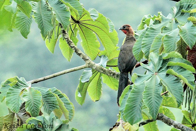 Rufous-headed Chachalaca - ML392709331