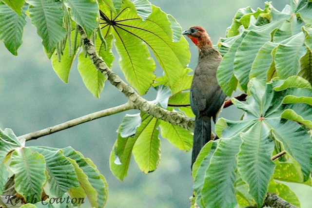 Rufous-headed Chachalaca - ML392709411