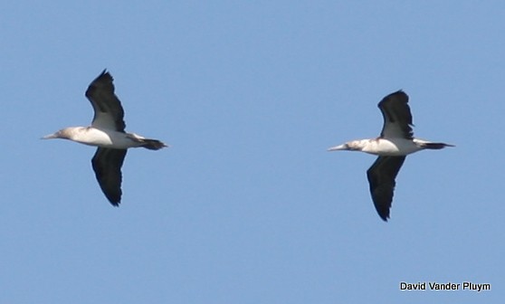 Blue-footed Booby - ML392710251