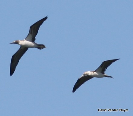 Blue-footed Booby - ML392710271