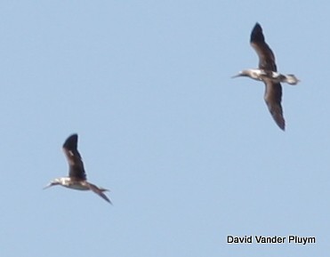 Blue-footed Booby - ML392710281