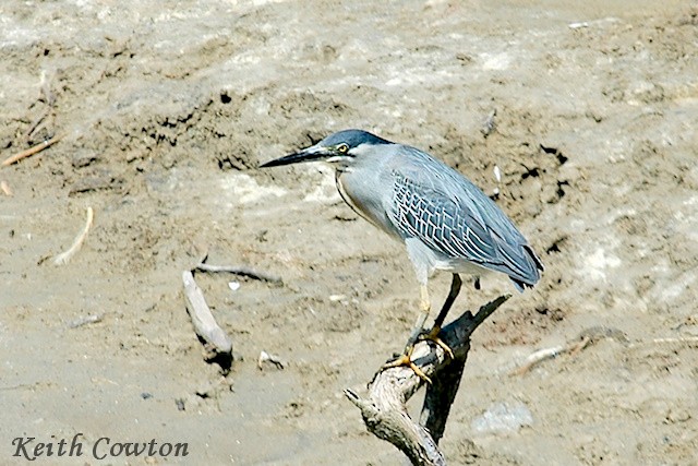 Striated Heron (South American) - ML392711221