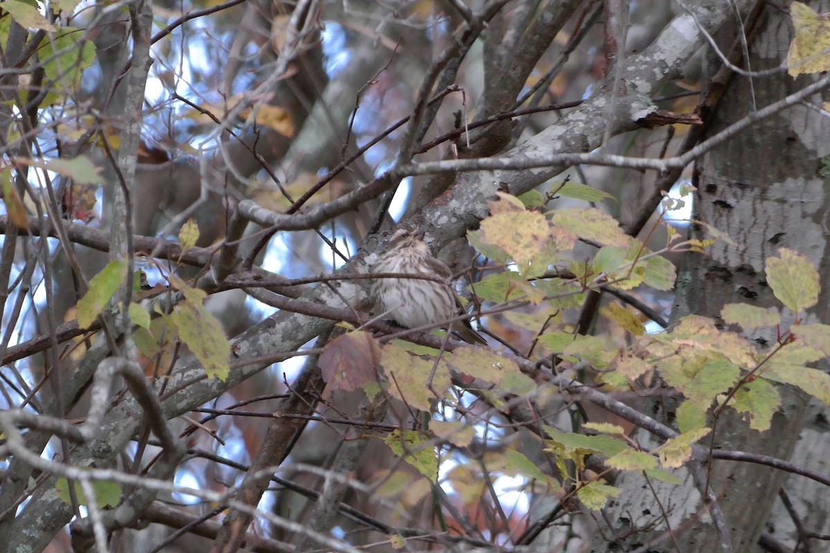 Purple Finch - ML39271231