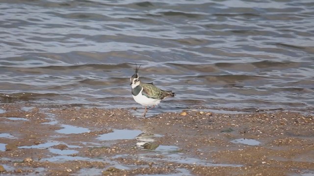 Northern Lapwing - ML392712461