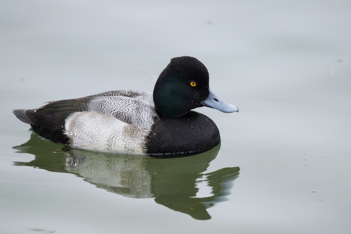 Lesser Scaup - ML392712811
