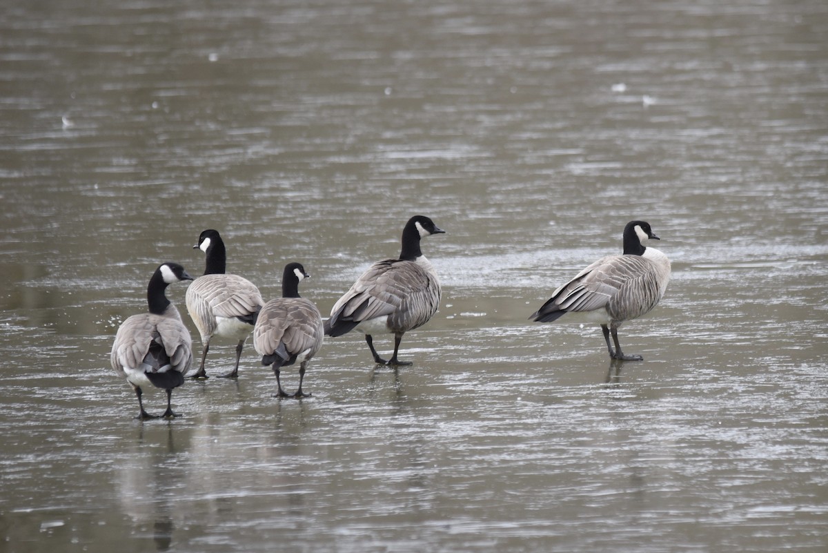 Cackling Goose - Aidan Place