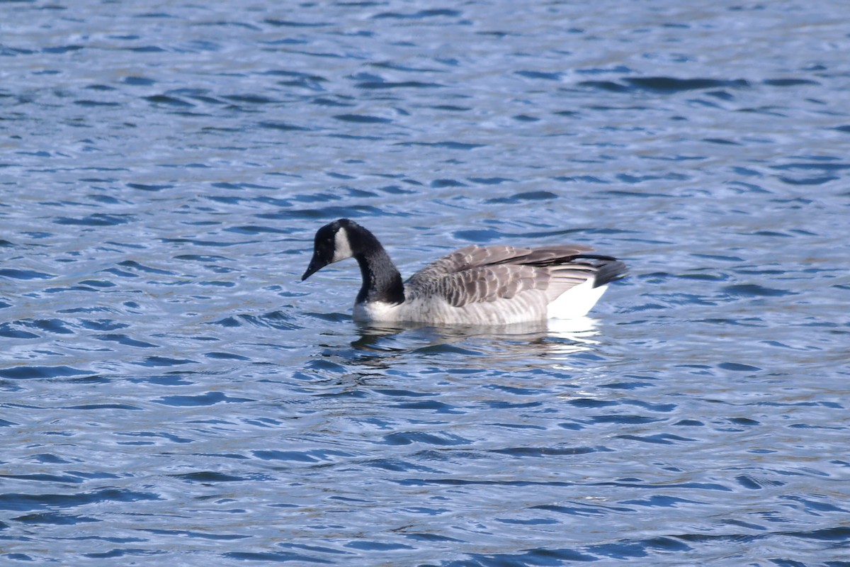 Barnacla Canadiense Grande - ML39271311