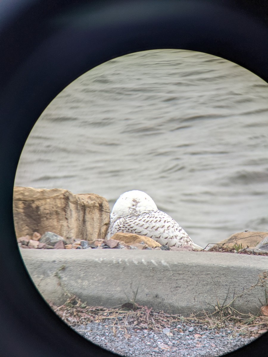 Snowy Owl - Spencer Kimble