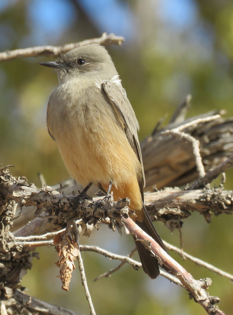 Say's Phoebe - ML392715191