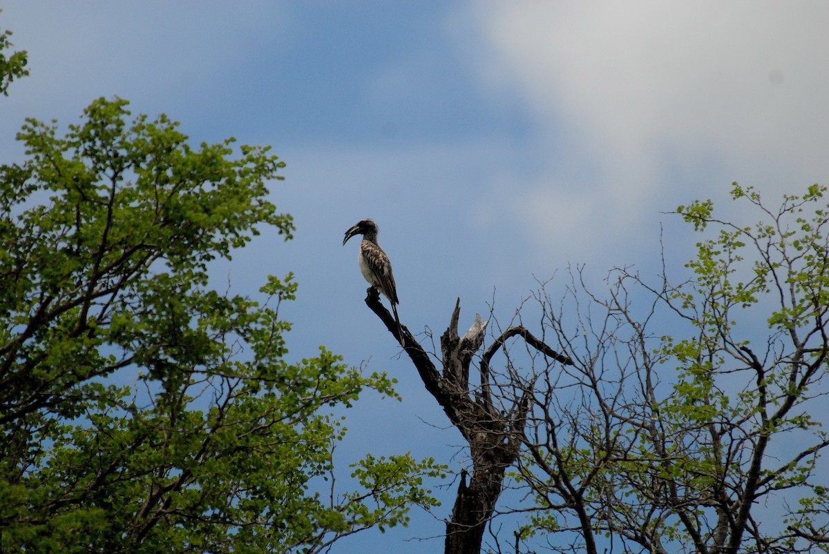 African Gray Hornbill - ML392715201