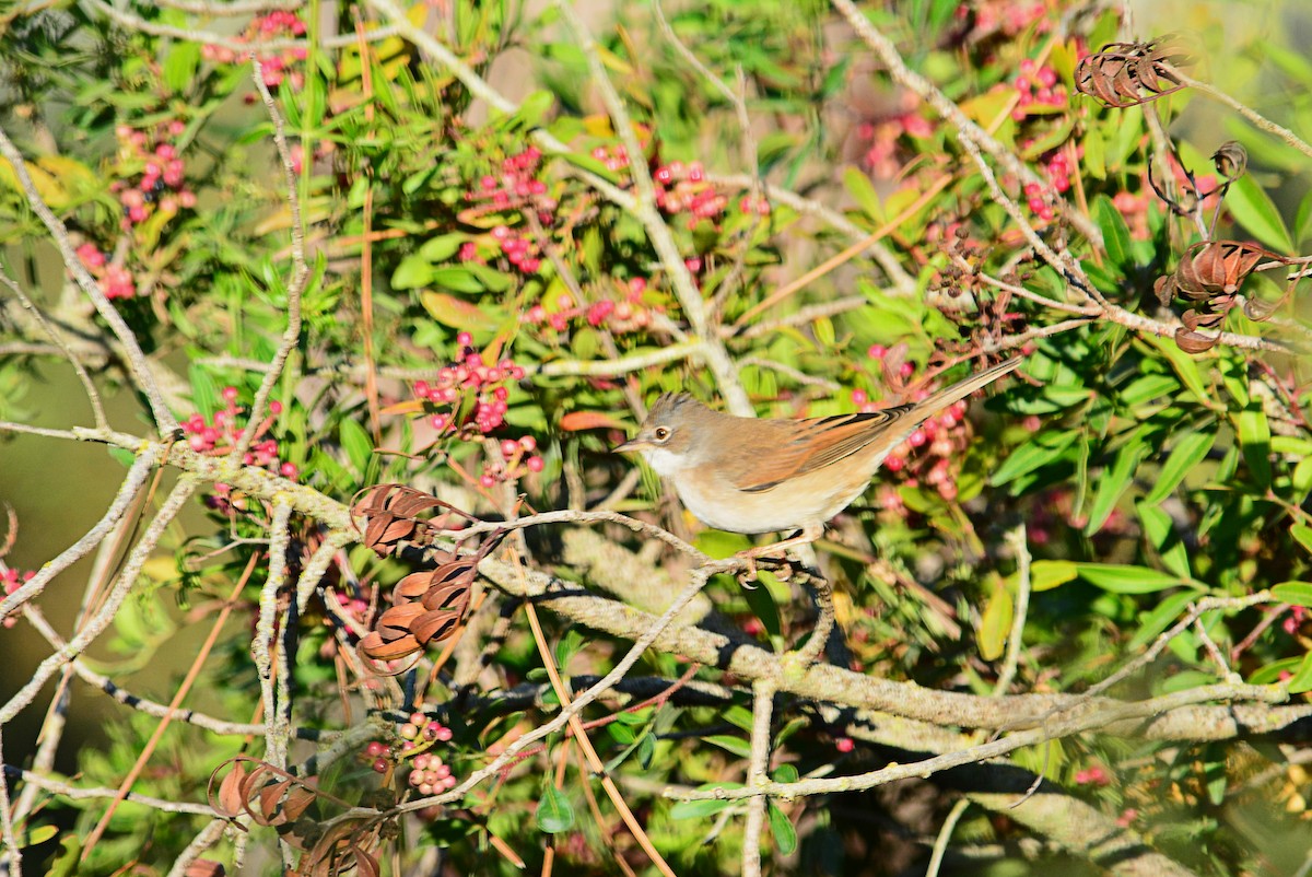 Greater Whitethroat - Paulo Narciso