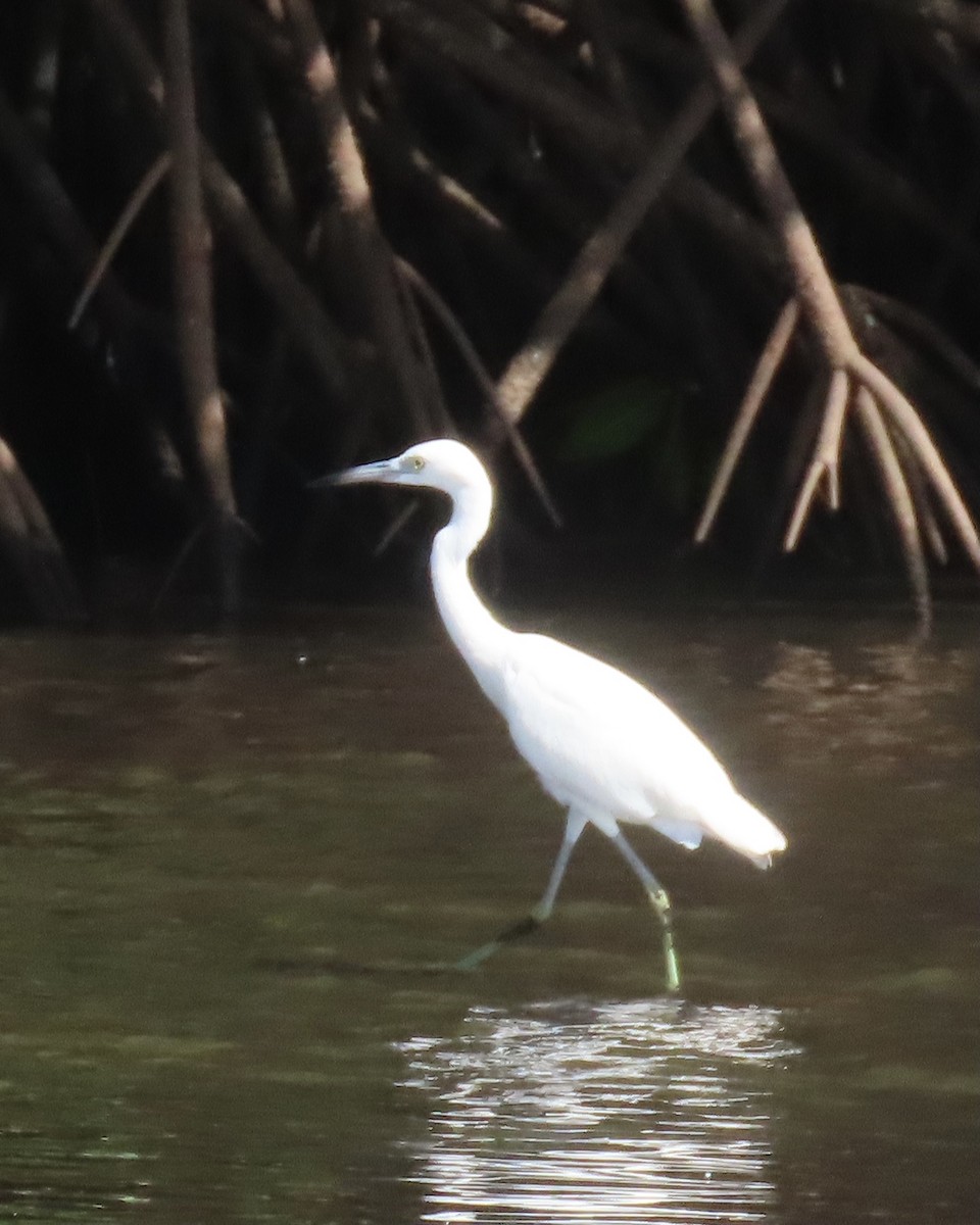 Little Blue Heron - ML392719651