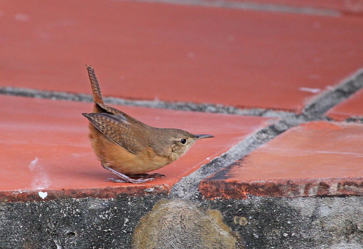 House Wren - ML392719751