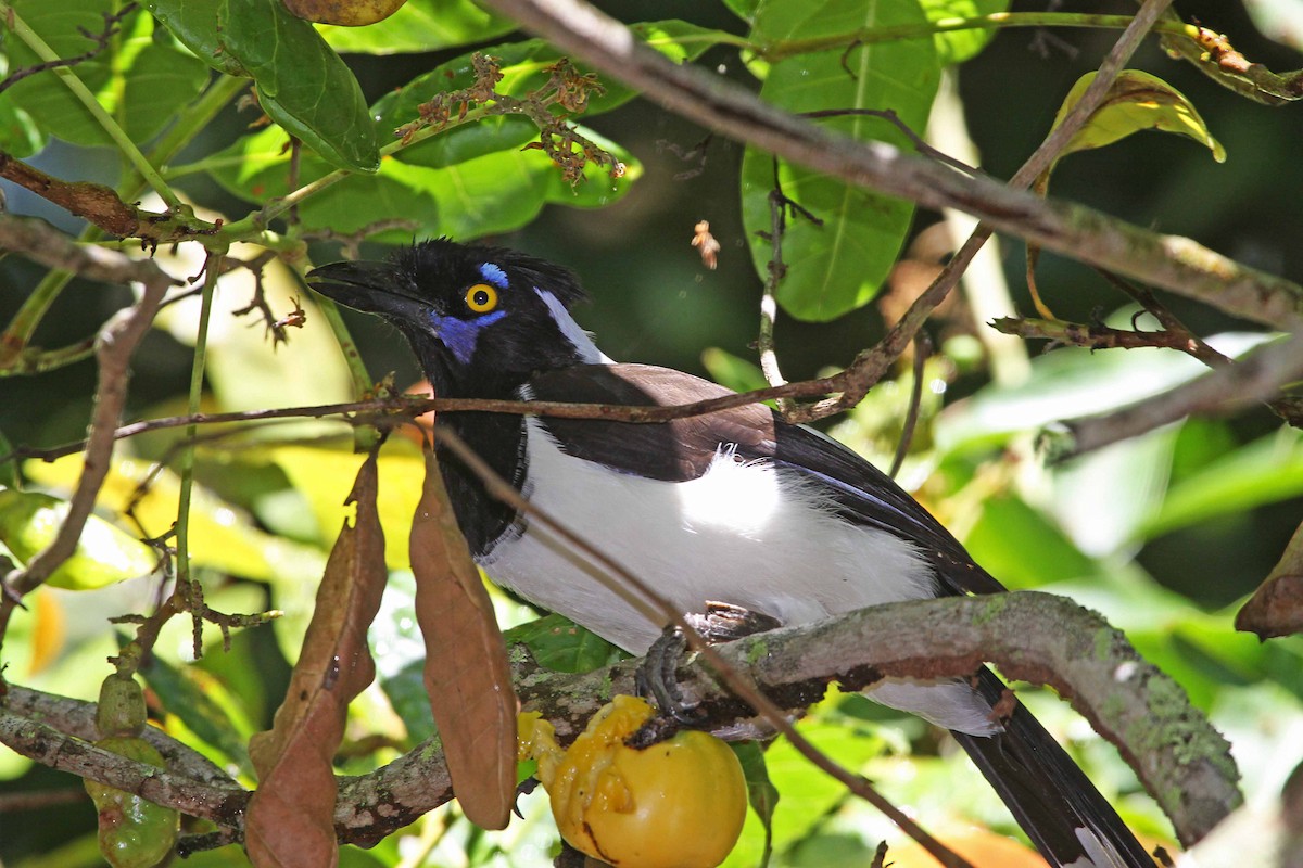 White-naped Jay - ML392719811