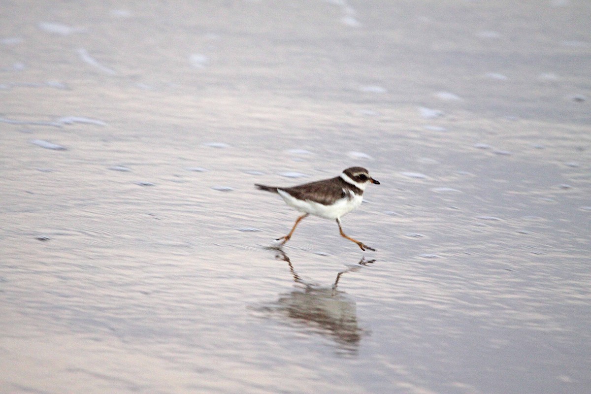 Semipalmated Plover - ML392719851