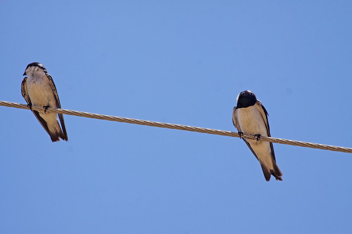 White-winged Swallow - ML392720001