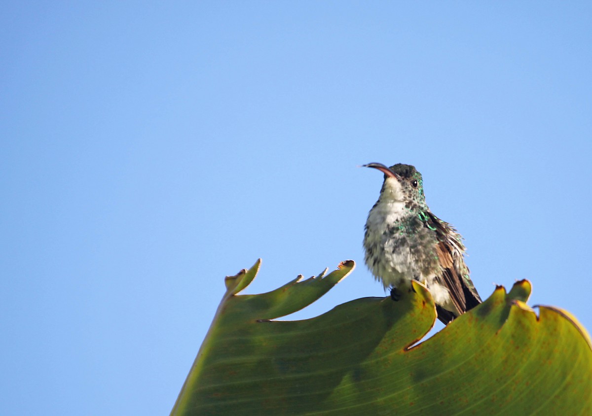 Plain-bellied Emerald - ML392720081