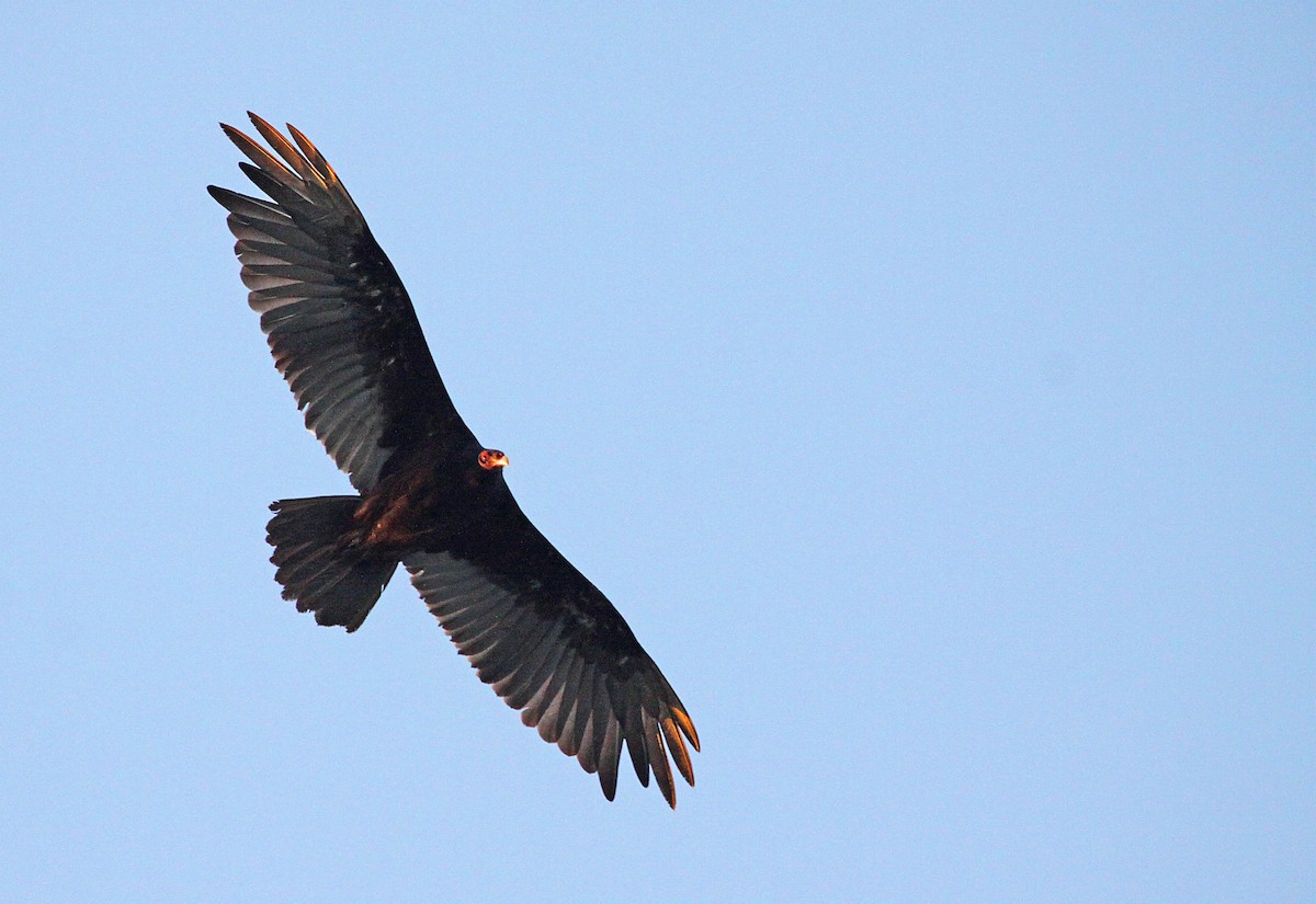 Turkey Vulture - ML392720181