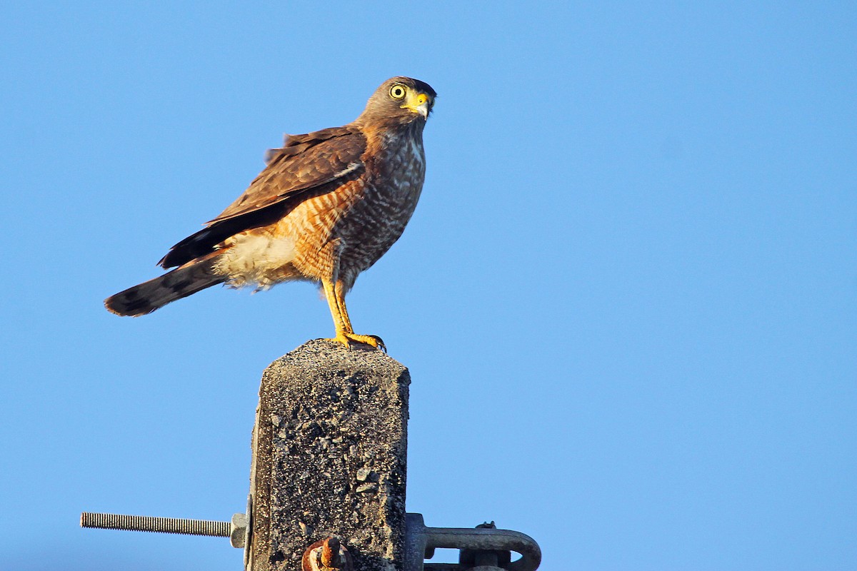 Roadside Hawk - ML392720231