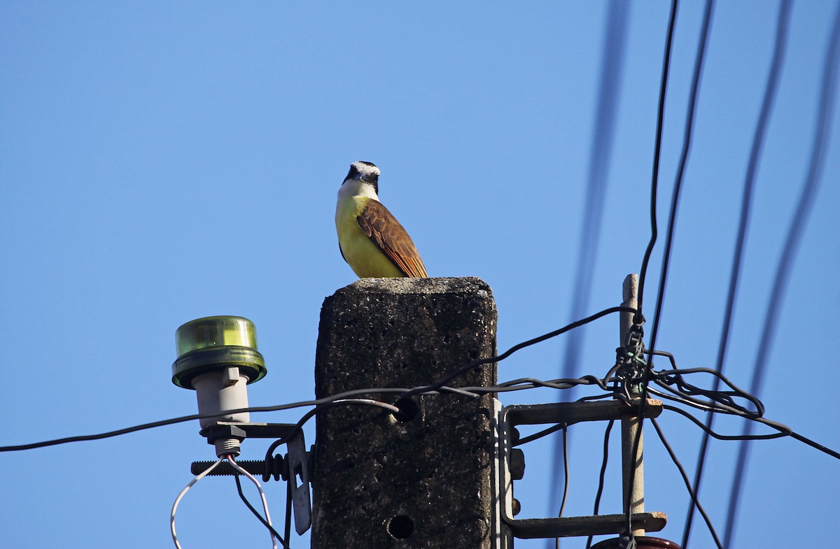 Great Kiskadee - ML392720271