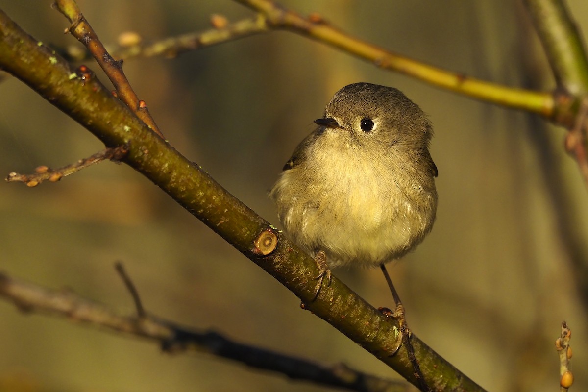 Ruby-crowned Kinglet - ML392720891