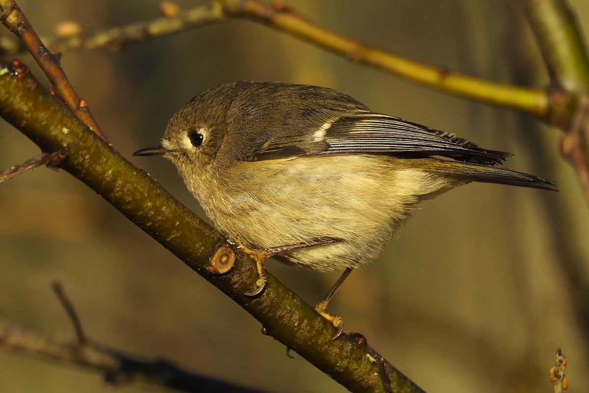 Ruby-crowned Kinglet - ML392720901