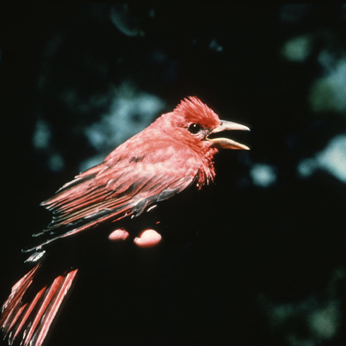 Summer Tanager - ML392721051