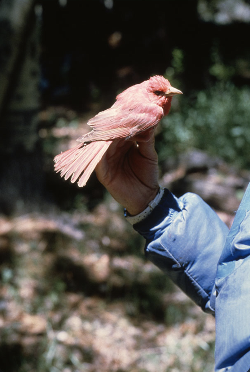 Summer Tanager - ML392721071