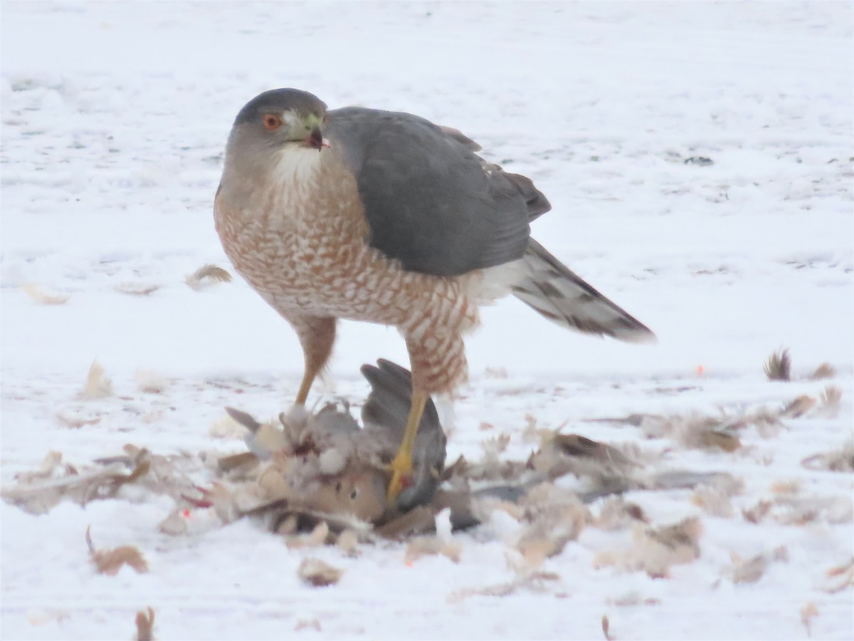 Cooper's Hawk - ML392721491