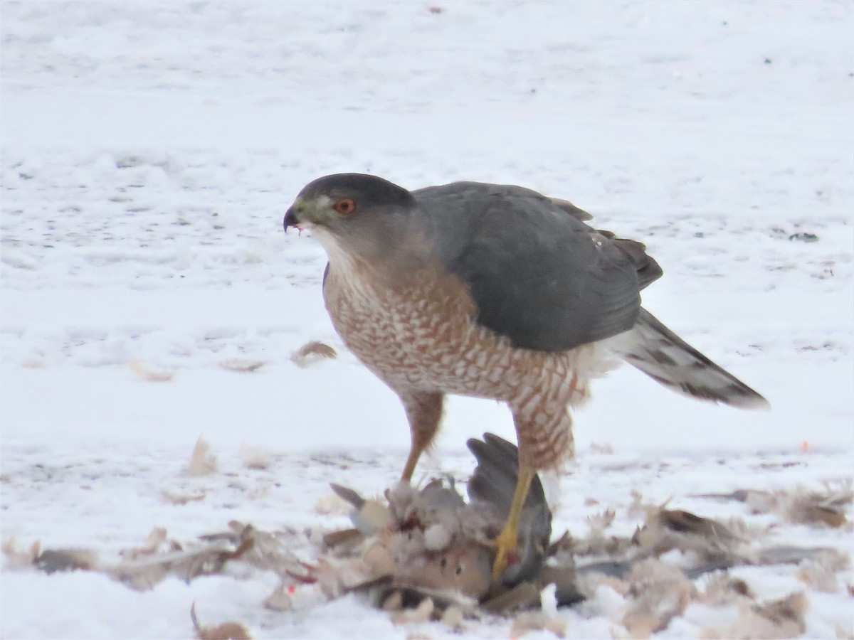 Cooper's Hawk - Lynn Barber