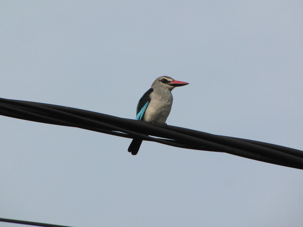 Woodland Kingfisher - Henry Burton