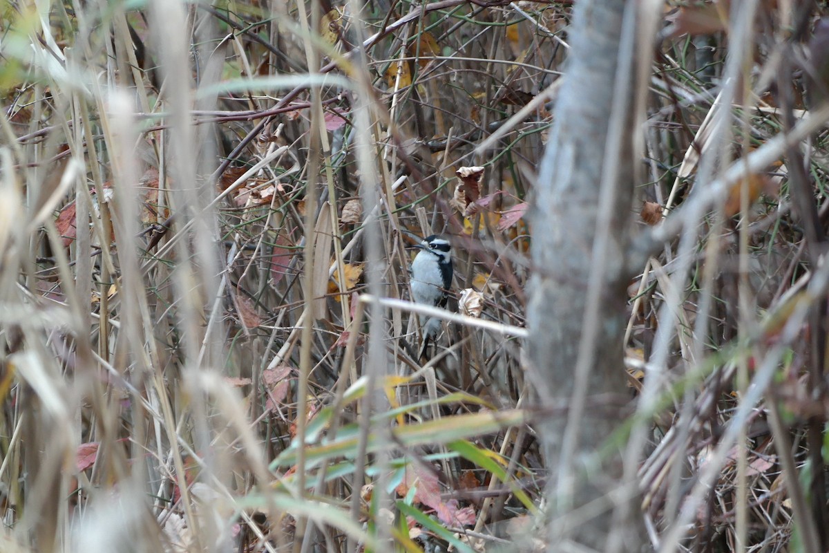 Downy Woodpecker - ML39272271