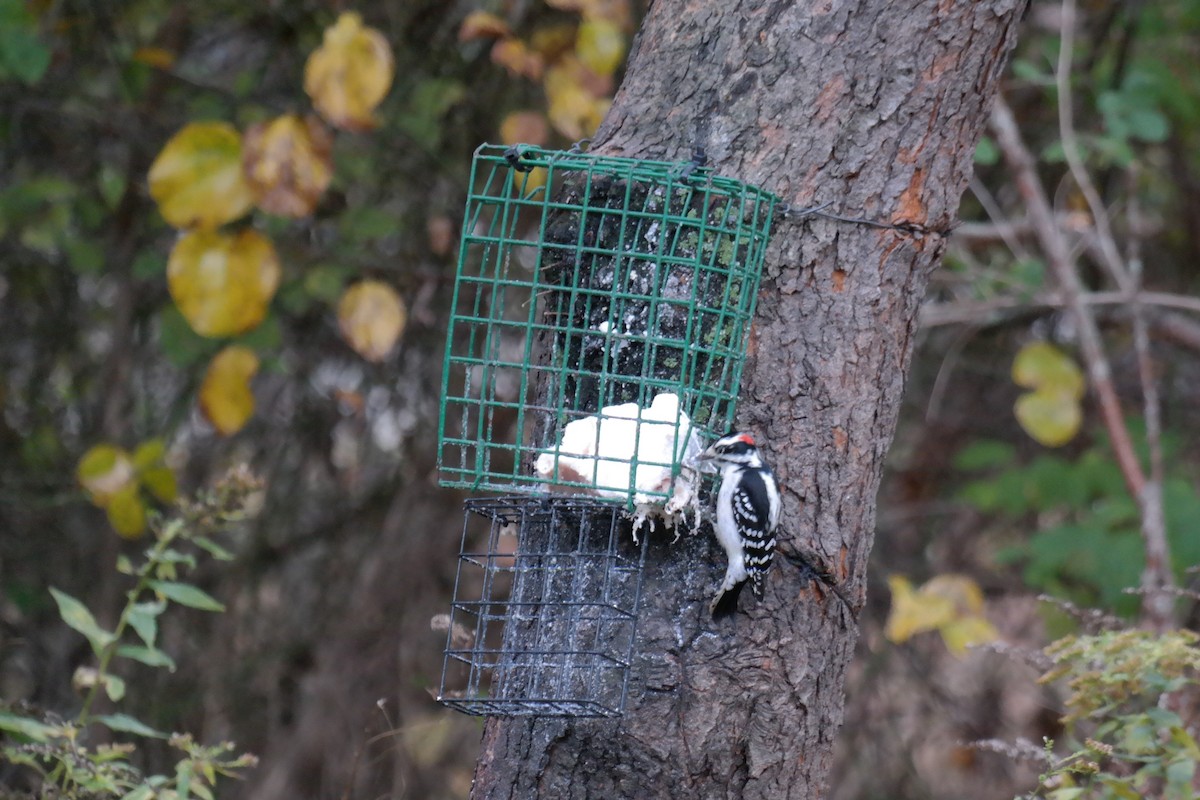 Downy Woodpecker - ML39272281