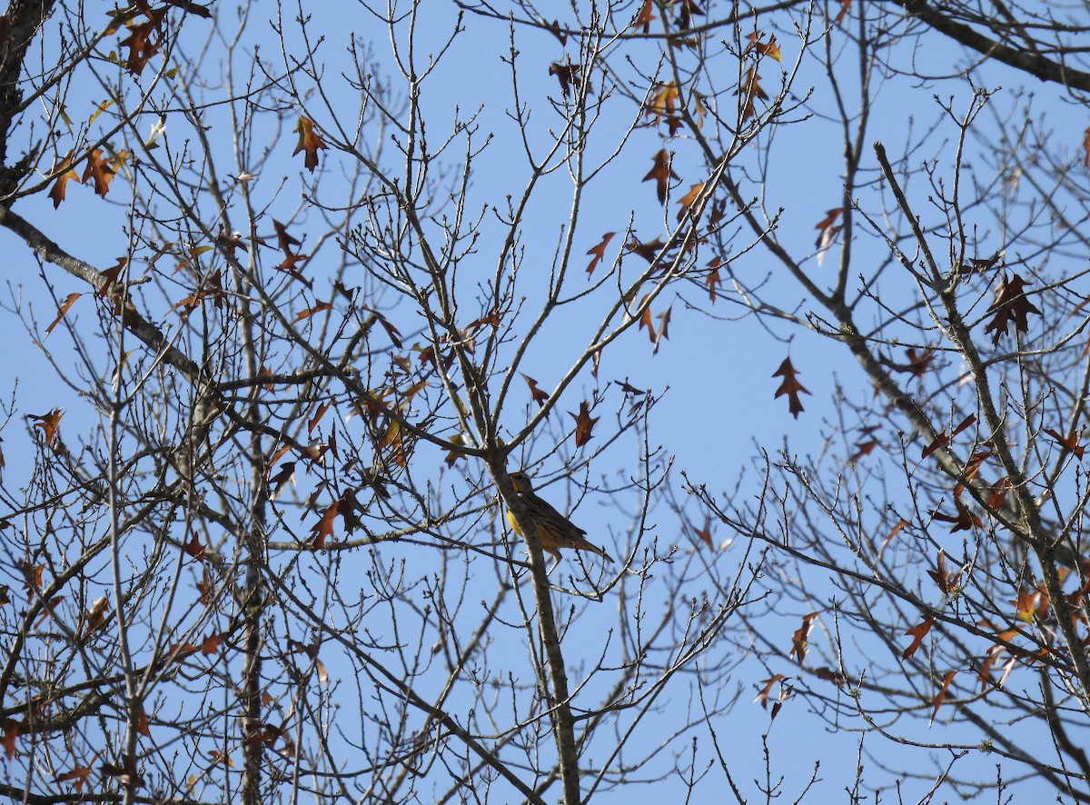 Eastern Meadowlark - ML392722881