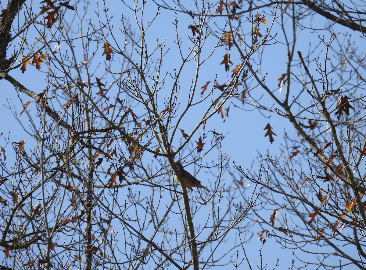 Eastern Meadowlark - ML392722891