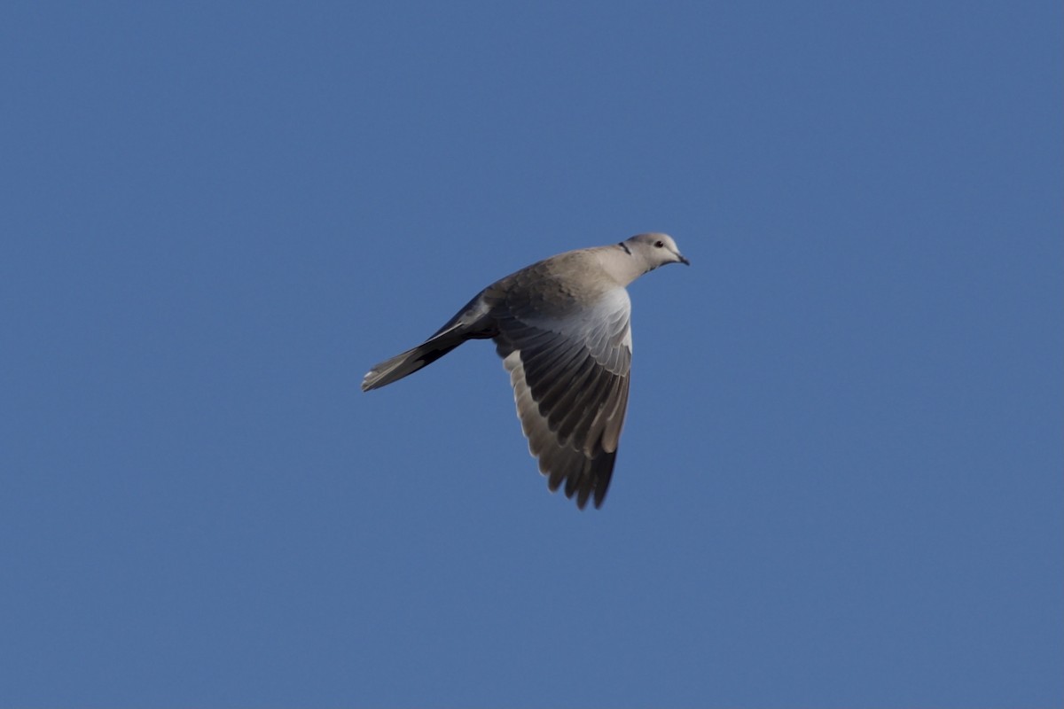 Eurasian Collared-Dove - ML392723781