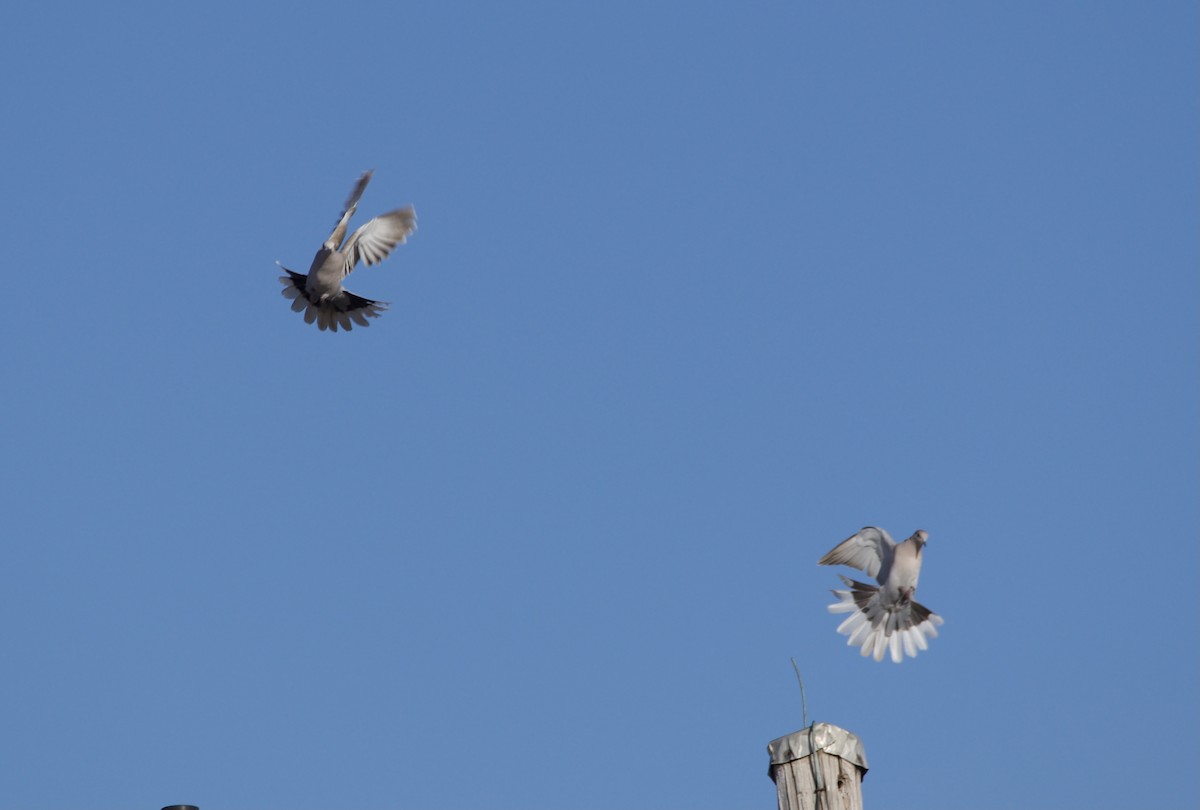 Eurasian Collared-Dove - ML392723821