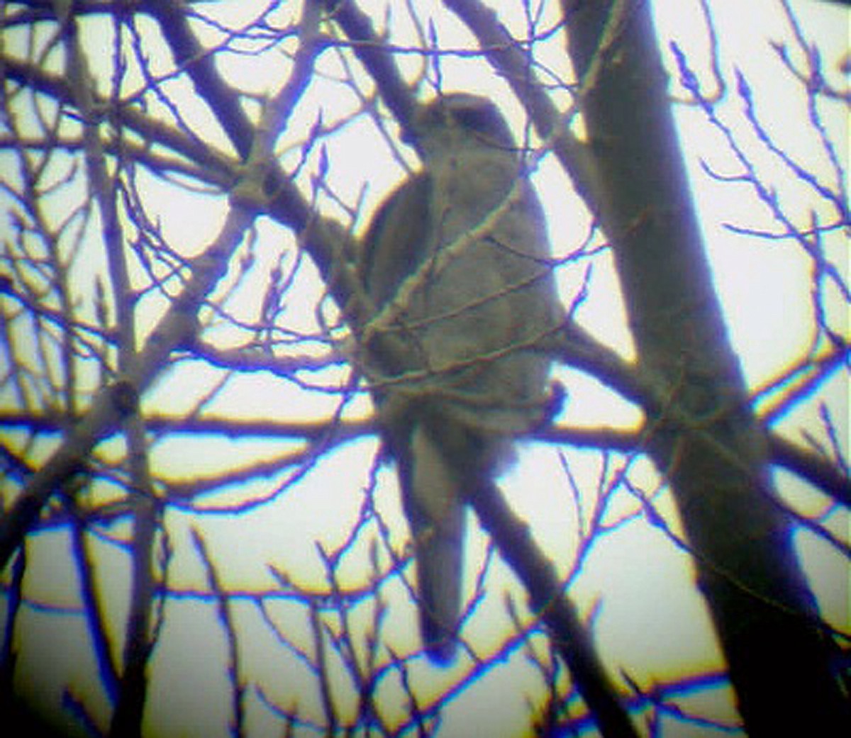 American Goshawk - ML392724461