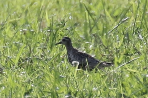 Pacific Golden-Plover - ML392725231