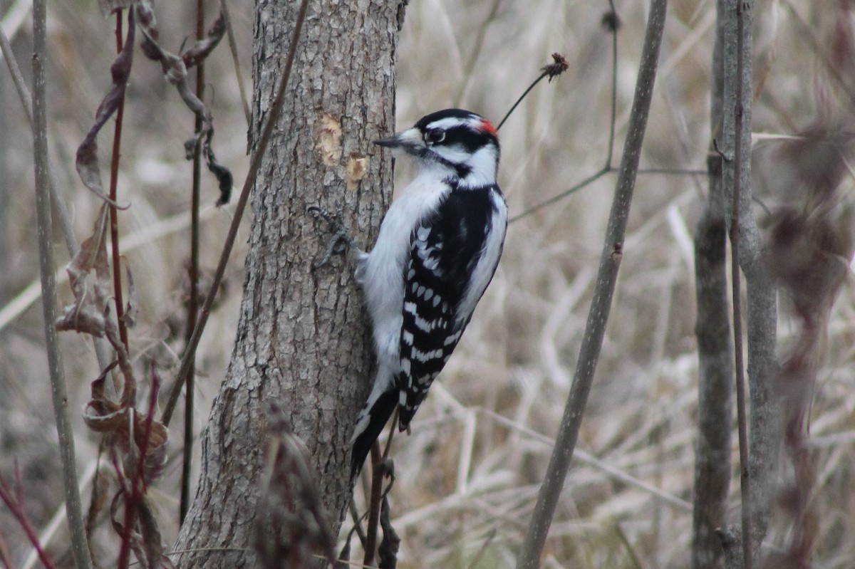 Downy Woodpecker - ML392725261